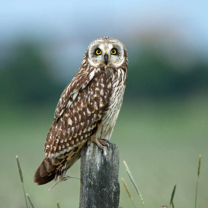 Owl - Wrapped Canvas Print, 122cm H x 122cm W x 3.8cm D