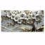 Ensemble de décorations murales cerisier blanc et or blanc I - Cherry Blossom-1013337604