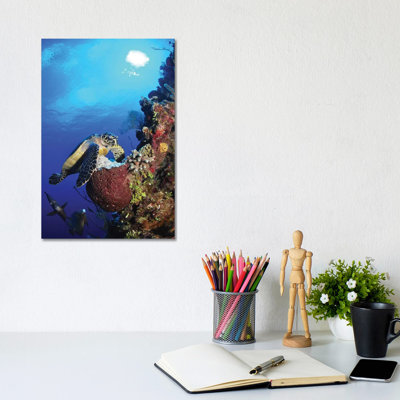 Hawksbill Sea Turtle And Grey Angelfish By Coral Reef by Amanda Nicholls - Wrapped Canvas Print
