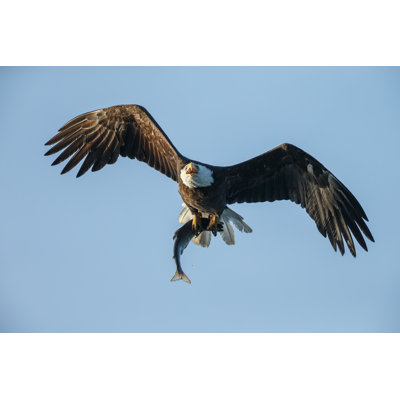 Bientot aigle par Schaef1 - Photographie sur toile tendue