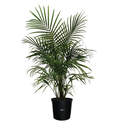Nature's Way Farms Majesty Palm Live Plant 25-30 inches Tall in Growers Pot
