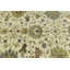 Tapis oriental crème crème à motif floral Osh Chobi 10 x 10 fait à la main Peshawar-107917388