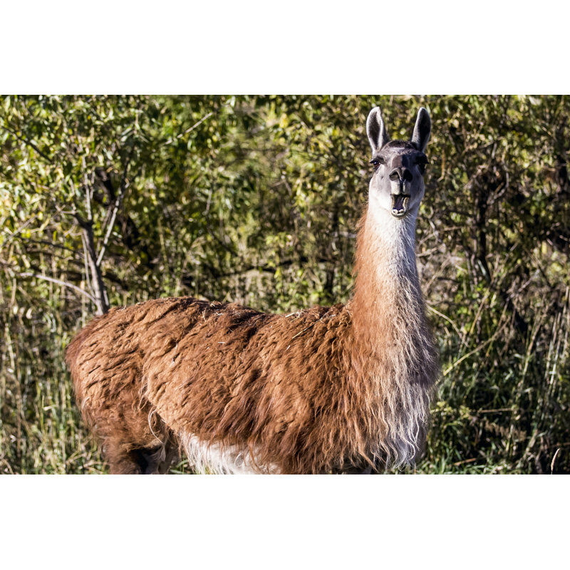 Llama Portrait VIII by Tyler Stockton - Wrapped Canvas Print, 81cm H x 122cm W