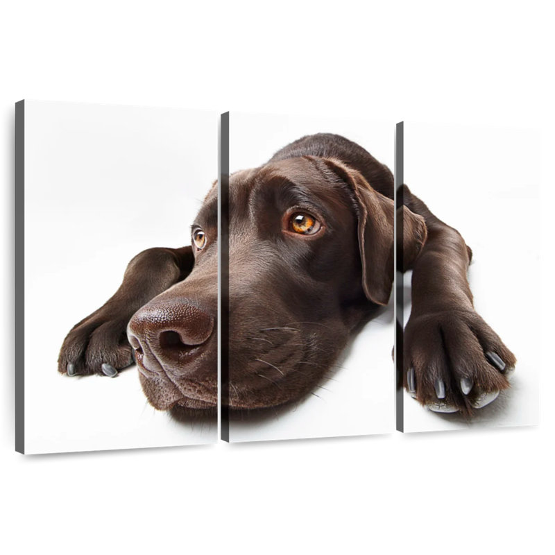 Brampt Chocolate Colored Labrador, 14" H x 23" W