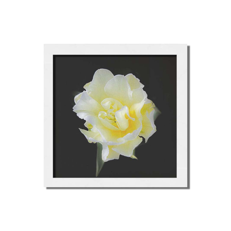 Tulipe blanche flottante par Hal Halli. Impression sur papier - Montée et encadrée avec de l'acrylique transparent