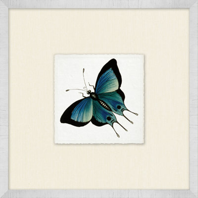 Miniature Butterfly Collection 11 Print