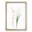 Siberian Iris Flowers by Pierre-Joseph Redoute - Picture Frame Painting Print-55619453-55619456