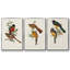 Elegant Trogons I 3 pièces-97795616-97795613