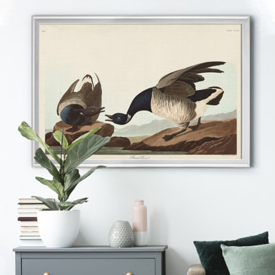 " Brant Goose "