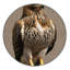  Tapis lavable rouge Hawk Birds-1345938102