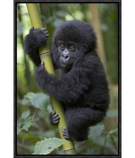 Silverback Gorilla sitting down available as Framed Prints, Photos, Wall  Art and Photo Gifts