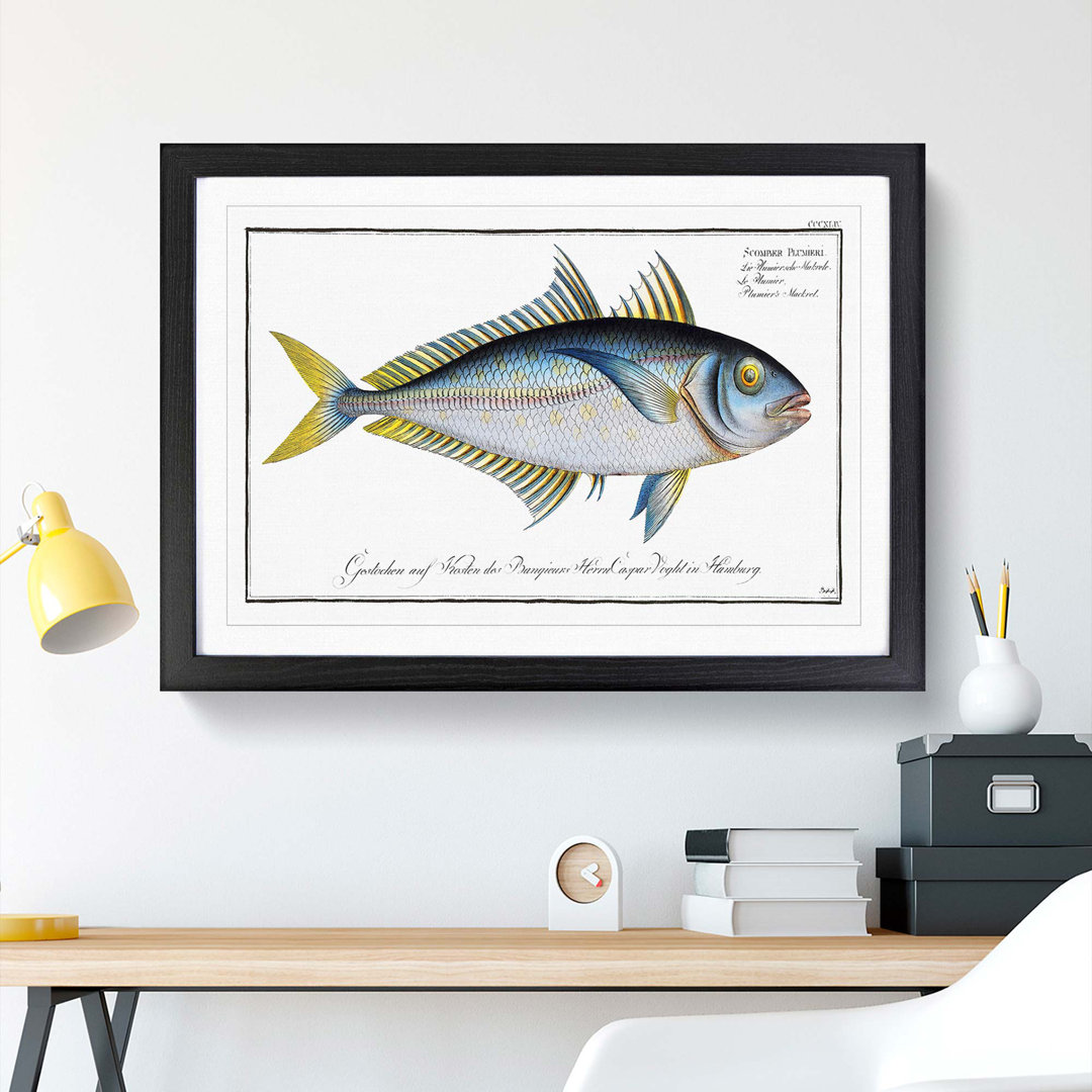 Plumier's Mackerel Fish by M.E. Bloch - Picture Frame Painting Print