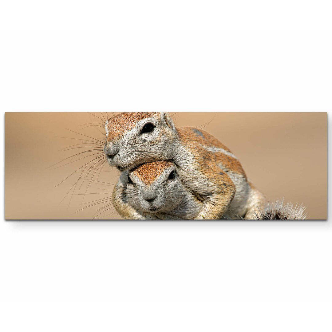 Leinwandbild Zwei spielende Borstenhörnchen in der Kalahari