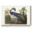 « Pl 217 Louisiana Heron », reproduction d’art sur toile tendue-1059097335