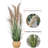 59'' Pampas Grass Grass in Pot