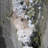 Birju Landscape & Nature Crystal