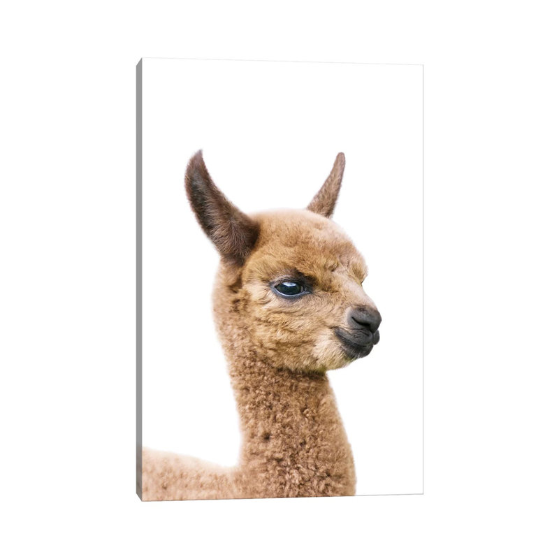 Baby Llama by Sisi & Seb - Gallery-Wrapped Canvas Giclée on Canvas, Canvas, 20.32 cm H x 30.48 cm W