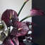 Ornements de fleurs simulées