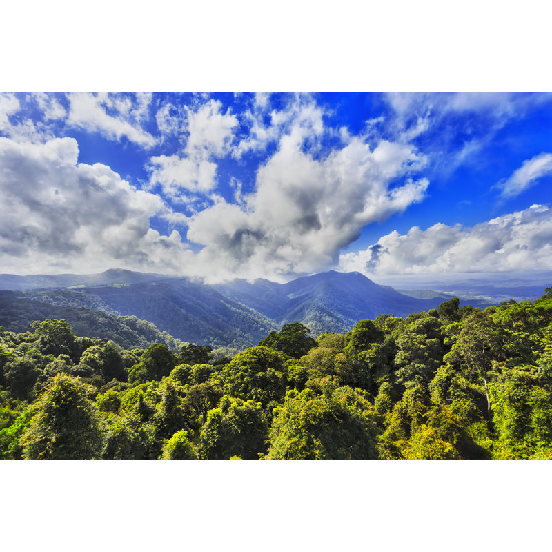 Dorrigo National Park - Wrapped Canvas Print, 30cm H x 46cm W