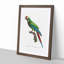 Great Military Macaw Parrot by F. Levaillant - Picture Frame Painting Print-55575409-55575410