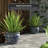 Prunty Handmade Ceramic Cachepot-744258554