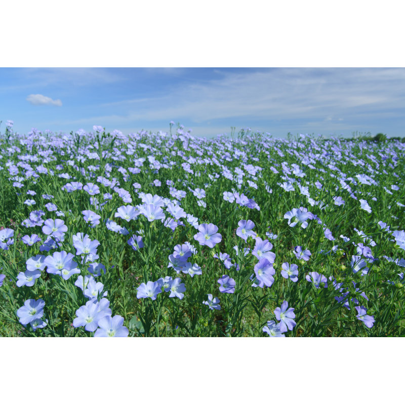 Flax Field Blooming, Flax Agricultural Cultivation by Model-la - Wrapped Canvas Print, 30cm H x 46cm W x 3.8cm D