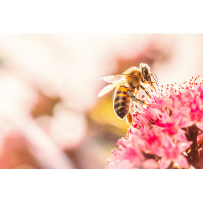 Honey Bee - Wrapped Canvas Print