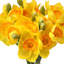 Ensemble 12 po Narcissus
