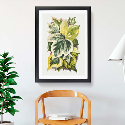 Various Ivy Leaves by Shirley Hibberd - Picture Frame Painting Print