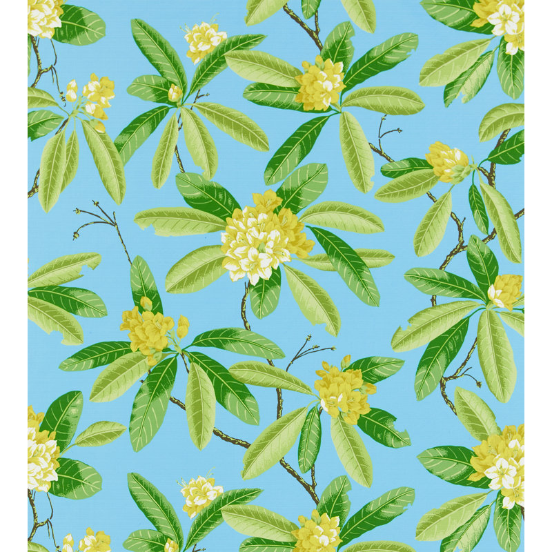 Rhododendron - extérieur, Carolina