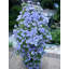 Pot Planter-14033568