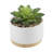 4.75'' Faux Agave Succulent in Pot-1873677997