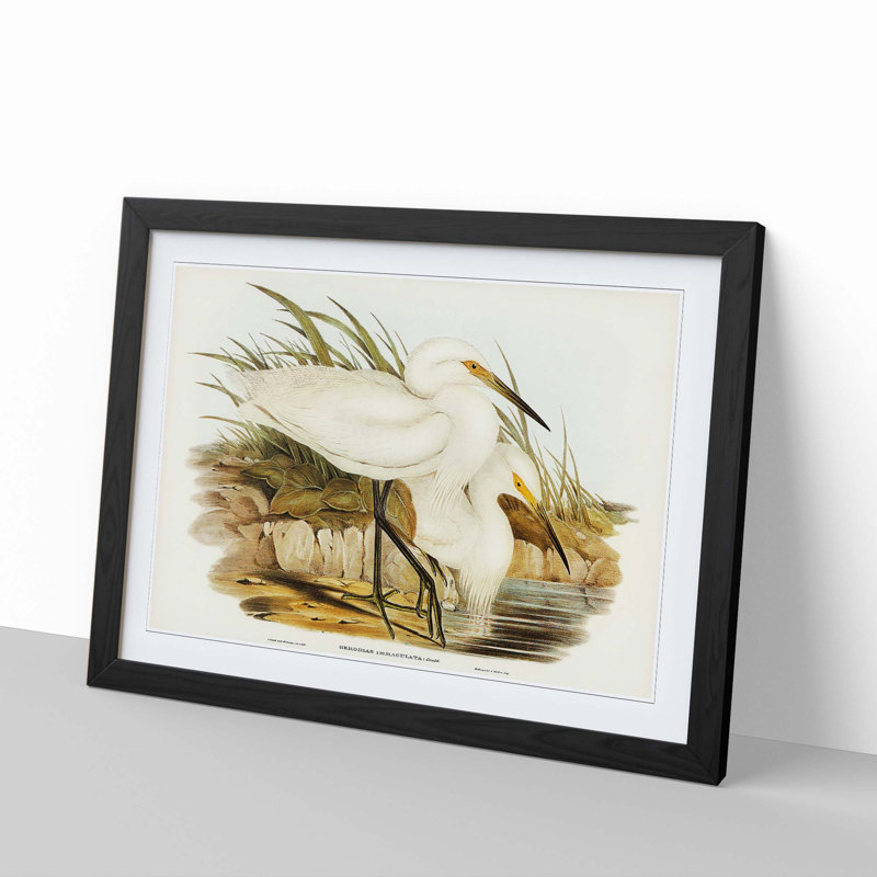 Spotless Egrets by Elizabeth Gould - Picture Frame Painting Print, 27cm H x 36cm W x 2cm D, Black Framed