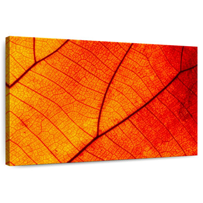 Harnek Autumn Leaf Venation