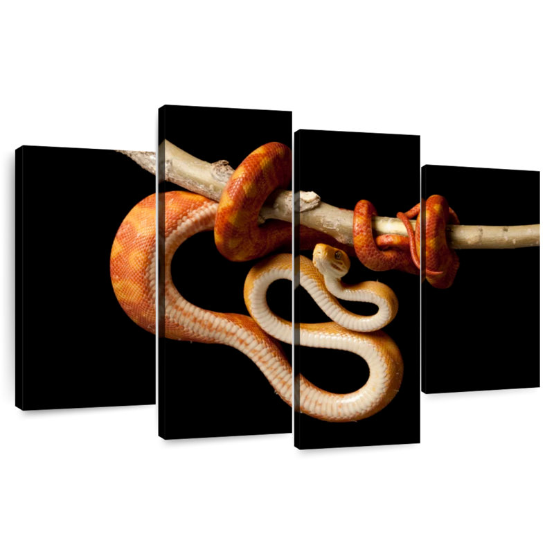 Brampt Red Tailed Boa, 48" H x 75" W