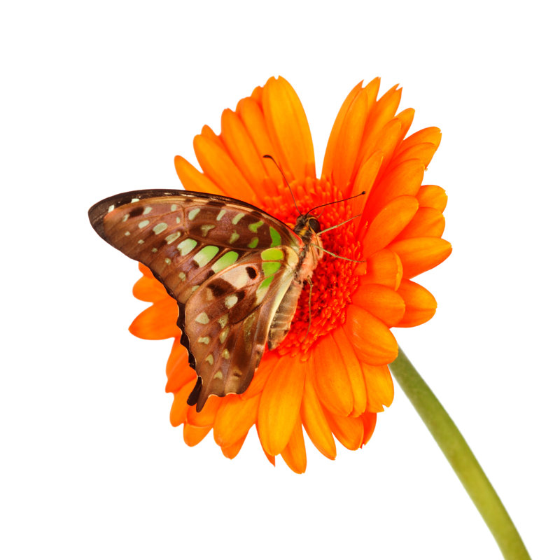 Butterfly - Wrapped Canvas Print, 91cm H x 91cm W x 3.8cm D