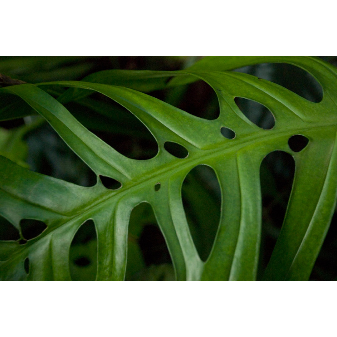 Monstera AdansonII Leaf - Wrapped Canvas Art Prints