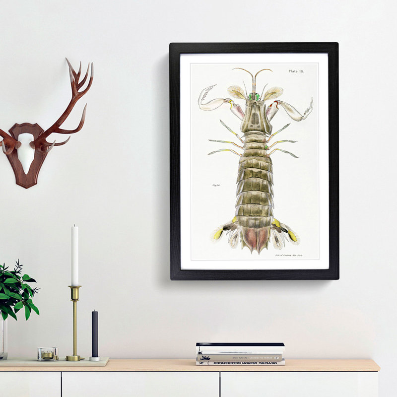 Mantis Shrimp by J.E. De Kay - Framed Print, 36cm H x 27cm W x 2cm D, Black Framed