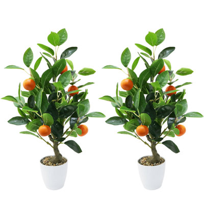 50cm Plant