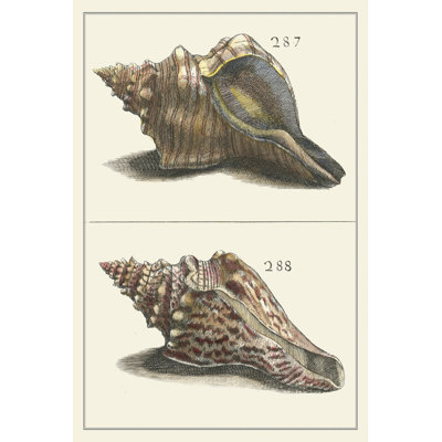 Seashell Menagerie II - Wrapped Canvas Art Print