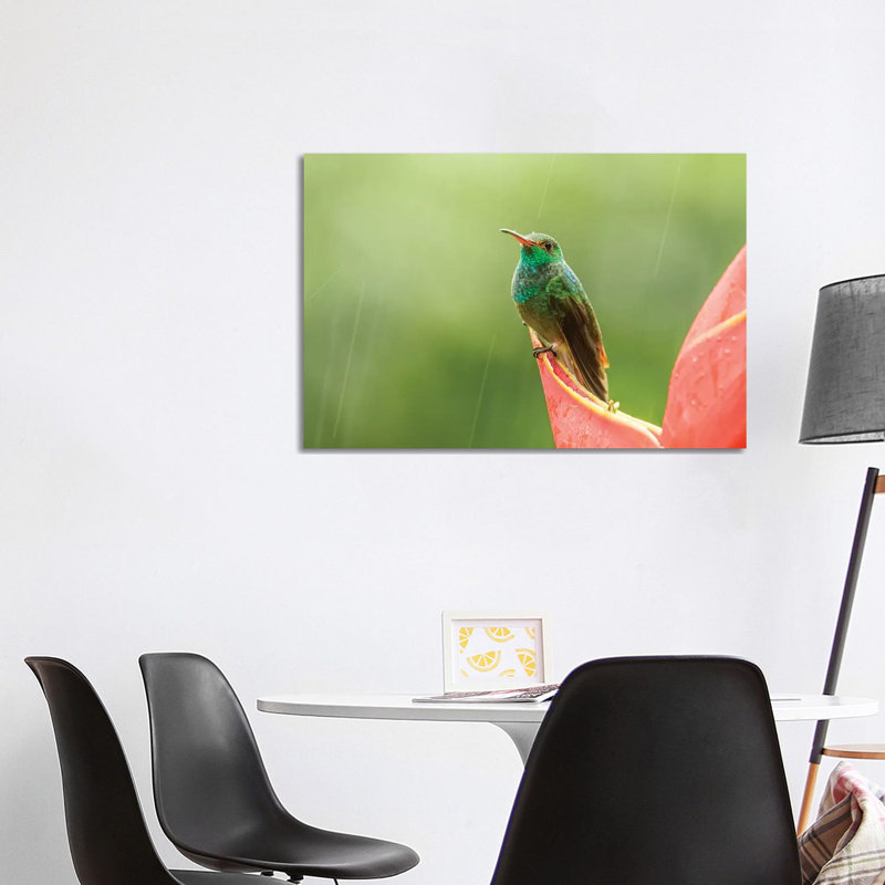 Costa Rica, Sarapiqui River Valley. Rufous-Tailed Hummingbird On Heliconia Plant. by Jaynes Gallery - Wrapped Canvas Print