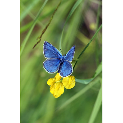 Papillon Fonisha par Sazonoff