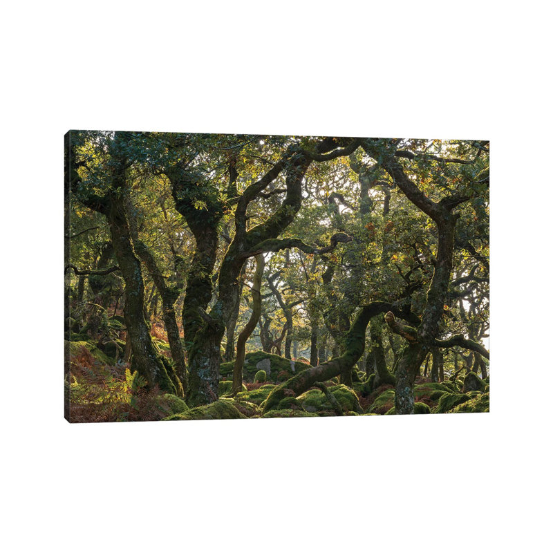 The Wild Wood by Adam Burton - Wrapped Canvas Gallery-Wrapped Canvas Giclée, 66.04 cm H x 45.72 cm W x 1.91 cm D