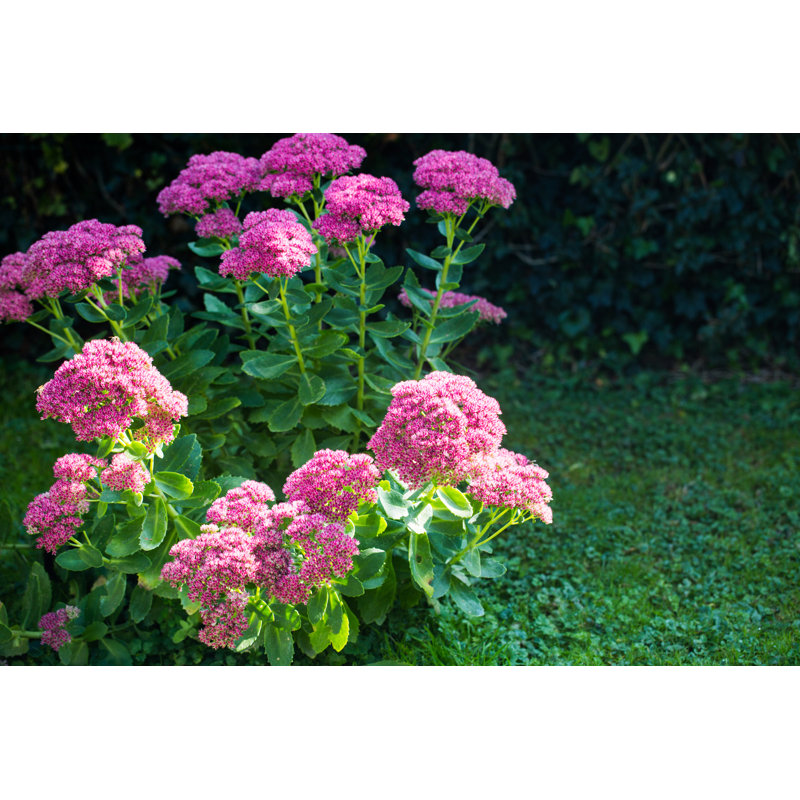 Fathen in the Garden - Photographie sur toile tendue, H 32 po x l 48 po
