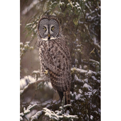 Hibou dans la neige I