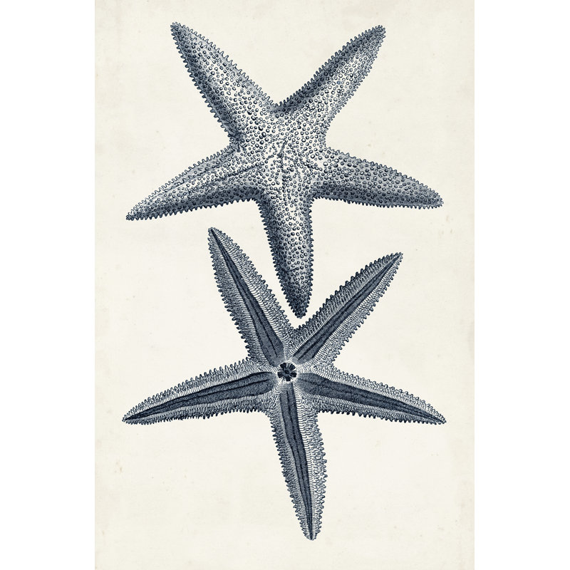 Coastal Collection II by Vision Studio - Wrapped Canvas Print, 46cm H x 30cm W x 3.8cm D