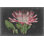 Dramatic Protea II