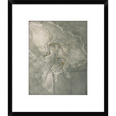 " Archaeopteryx Bird Fossil "