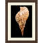 Large Shell 5 Print