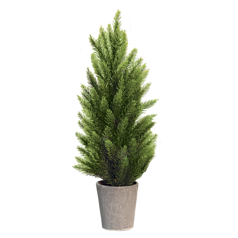 Pin de Tahoe avec pot